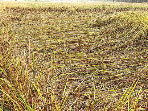 தஞ்சாவூர் அருகே வாழமரக்கோட்டையில் நேற்று பெய்த மழையில் சாய்ந்த சம்பா நெற்கதிர்கள்