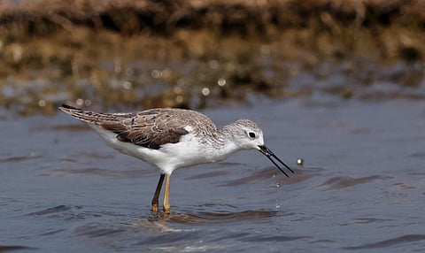 வடகிழக்கு சீனாவில் இருந்து பறவைகள் சேலம் மாவட்டத்துக்கு வருகை