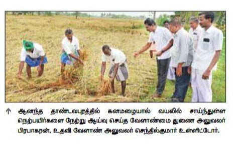 மயிலாடுதுறையில் 5-வது நாளாக தொடரும் மழையால் பாதிக்கப்பட்ட நெல் வயல்களில் வேளாண் அலுவலர்கள் ஆய்வு