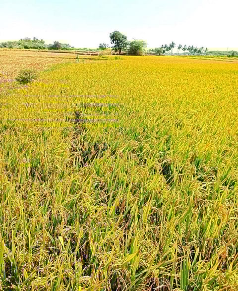 விருதுநகரில் கூடுதல் நேரடி நெல் கொள்முதல் நிலையங்கள்: விவசாயிகள் கோரிக்கை