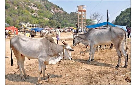 தைப்பூசத்தையொட்டி, கிருஷ்ணகிரி காட்டிநாயனப்பள்ளி முருகன் கோயிலில் நடைபெற்று வரும் கால்நடை சந்தையில் குறைந்த எண்ணிக்கையில்விற்பனைக்கு வந்துள்ள நாட்டின காளைகள்.