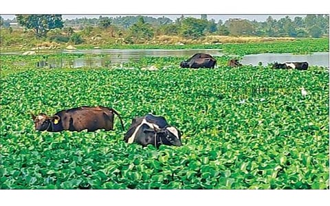 தென்பெண்ணை ஆற்றில் ரசாயன கழிவு கலப்பால் மாசடையும் ஓசூர் கெலவரப்பள்ளி அணை நீர்
