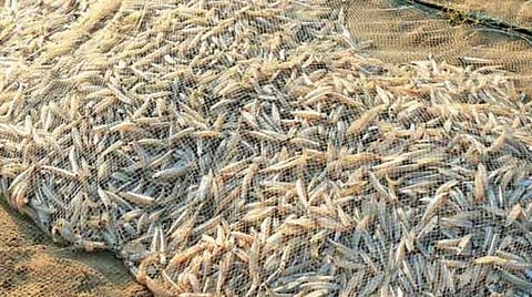 விசைப்படகுகள் கடலுக்கு மீன்பிடிக்க செல்லாததால் தூத்துக்குடியில் கரைவலை மீன்களுக்கு கடும் கிராக்கி