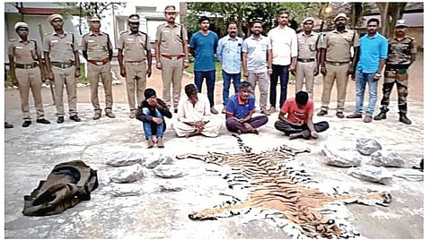 நீலகிரி | எடக்காடு வனப்பகுதியில் புலியை கொன்று இறைச்சியை சமைத்து சாப்பிட்ட 4 பேர் கைது