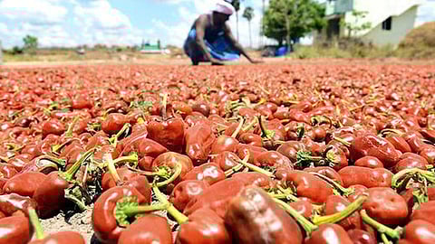 விளாத்திகுளம் வட்டத்தில் விளையும் முண்டு வத்தலுக்கு புவிசார் குறியீடு கிடைக்குமா?