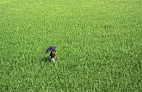 20 மணி நேரம் மும்முனை மின்சாரம் வழங்க வேண்டும்: கும்பகோண விவசாயிகள் வலியுறுத்தல்