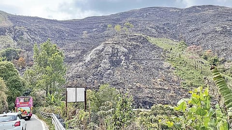 கொடைக்கனல் பெரும்பள்ளம் பகுதியில் காட்டுத் தீயில் தாவரங்கள் கருகியதால் கருப்பு பாறைகளாக காட்சியளிக்கும் மலைகள்.