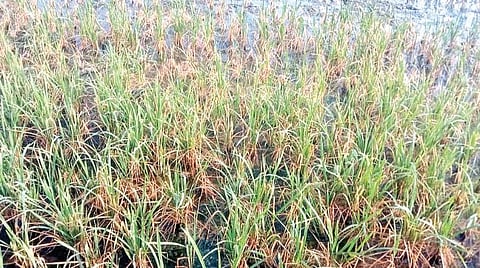 வாலாஜா வட்டம் சென்னசமுத்திரம் ஏரிக்கால்வாய் ஆக்கிரமிப்பால் போதிய நீரின்றி பாதிக்கப்பட்டு வரும் பயிர்கள்.