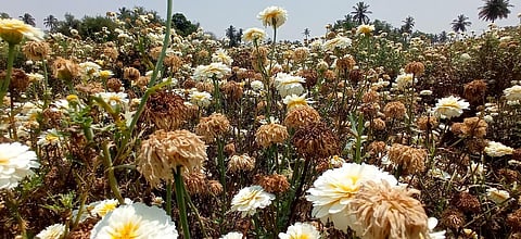 வெயிலால் கருகிய வெள்ளை சாமந்தி பூக்கள் - ஓசூர் பகுதி விவசாயிகள் கவலை