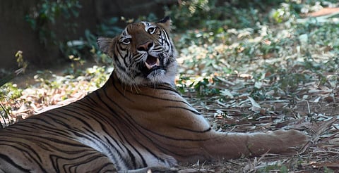 தமிழகத்தில் கடந்த 3 ஆண்டுகளில் 16 புலிகள் மரணம்: காரணம் என்ன?