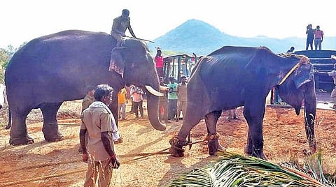 காரமடை வனச்சரகத்துக்கு உட்பட்ட வெள்ளியங்காடு பகுதியில் மயக்க ஊசி செலுத்தி கும்கி யானை சின்னத்தம்பி உதவியுடன் பிடிக்கப்பட்ட பெண் யானை.