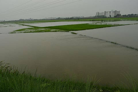 மழை - வெள்ளத்தால் சேதம் அடைந்த பயிர்கள் | கோப்புப் படம்