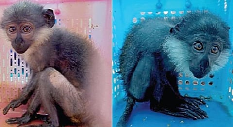 அரிய வகை குரங்குகள்