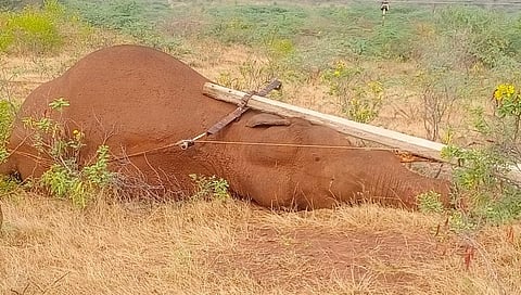 யானை மரணம்