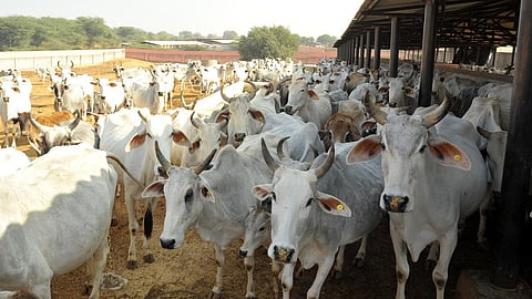 மாடுகளுக்கு ஒரு நாள் வார விடுமுறை - ஜார்க்கண்டில் கிராம மக்கள் பாசம்