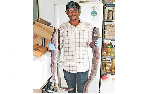 புதிய வகை விலாங்கு மீன்.