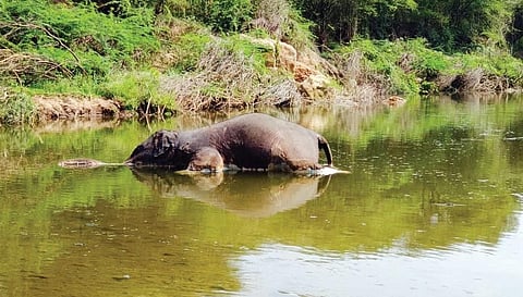 தருமபுரி மாவட்டம் பென்னாகரம் வனச்சரகம் கோடுபட்டி அருகே சின்னாற்றில் சேற்றில் சிக்கி உயிரிழந்த பெண் யானை.