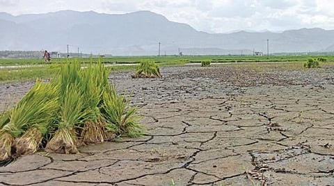 கான்சாபுரம் பகுதியில் வறண்டு கிடக்கும் வயல் வெளிகள்.