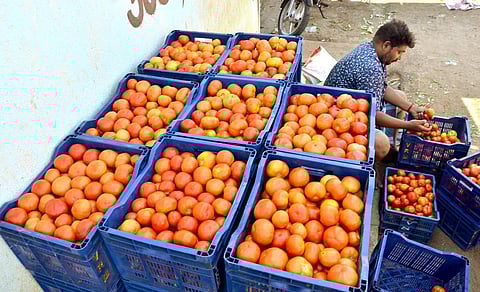 விலை வீழ்ச்சியால் மதுரையில் முதல் தர தக்காளி 15 கிலோ ரூ.80-க்கு விற்பனை: மதிப்புக் கூட்டு ஆலைகள் அமையுமா?!