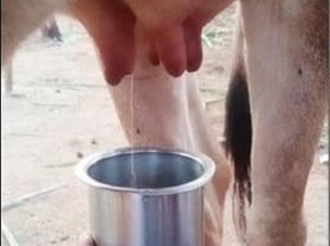 ஹார்மோன் பிரச்சினையால் தானாக பால் சுரக்கும் பசு.
