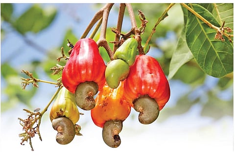 ­சித்திரை சிறப்பு | காய்ச்சாலும் காய்ச்சது வுட்டாலும் வுட்டது