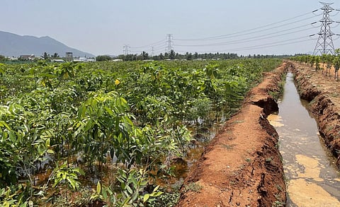 சாதனை முயற்சி | 117 ஏக்கரில் 6.40 லட்சம் மரக்கன்றுகள்: பசுஞ்சோலையான ஒட்டன்சத்திரம் இடையகோட்டை