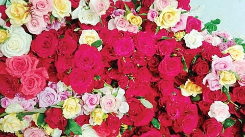 சூளகிரியில் கோடை வெயிலின் தாக்கம் காரணமாகப் பசுமைக் குடிலில் பறிக்கப்பட்ட ரோஜா மலர்கள் அளவில் சிறிதும், பெரிதுமாக உள்ளது.