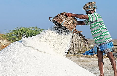 மரக்காணம் உப்பளத்தில் உப்பு சேகரிக்கும் பணியில் ஈடுபட்டுள்ள தொழிலாளி.