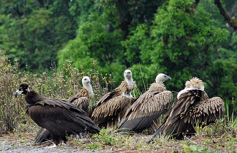 பாறு கழுகு பாதுகாப்புக்கு இனப்பெருக்க மையங்கள் தேவை: சுற்றுச்சூழல் ஆர்வலர்கள் வலியுறுத்தல்