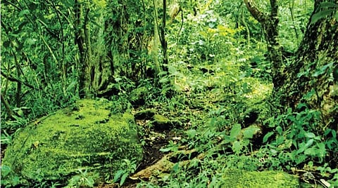 நீரும் உயிரும் தரும் மேற்கு மலை