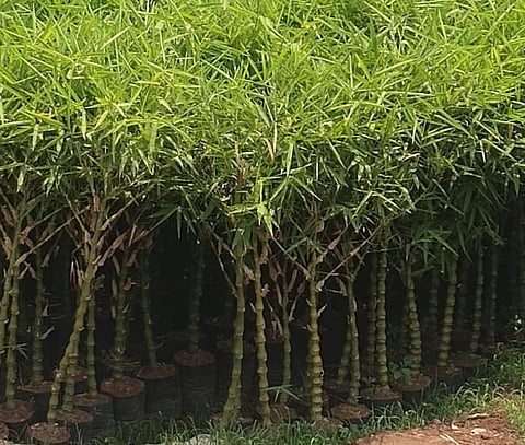 மாநகராட்சி வாங்கிய மரக்கன்றுகள்