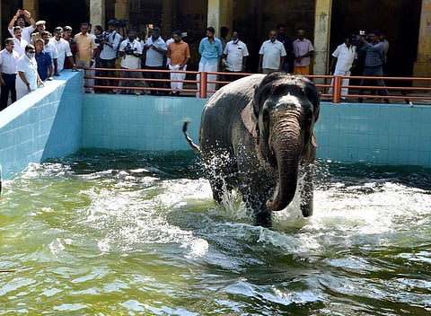 மீனாட்சி அம்மன் கோயில் யானைக்கு குளியல் தொட்டி உற்சாகத்துடன் துள்ளிக் குதித்த பார்வதி