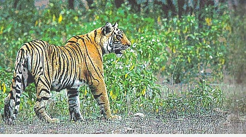 புலிகளின் பெயரால் பந்தாடப்படும் பழங்குடிகள்!