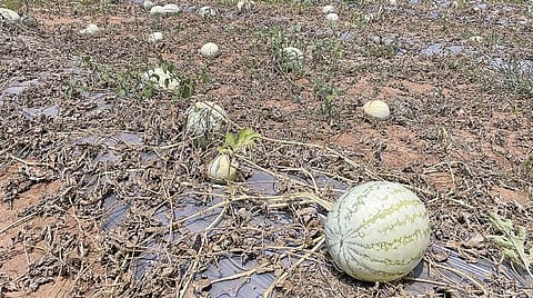 பழநி பகுதியில் பறிக்காமல் செடியிலேயே விடப்பட்டுள்ள தர்பூசணி.