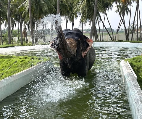 நீச்சல் குளத்தில் ஆனந்த குளியல் போட்ட பழநி கோயில் யானை கஸ்தூரி
