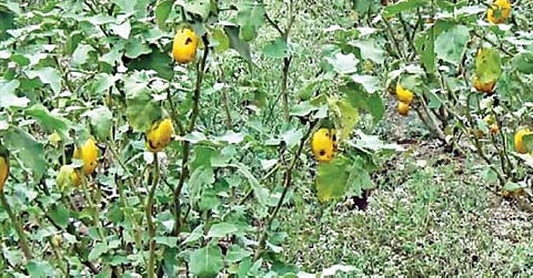 நோய் தாக்கம் காரணமாக போச்சம்பள்ளி பகுதியில் உள்ள தோட்டத்தில் அறுவடை செய்யாததால், செடியிலேயே பழுத்து வீணாகிப் போன கத்தரிக்காய்கள்.