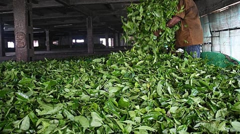 சிறந்த தேயிலைக்கான ‘தங்க இலை' போட்டி - கண்ணன் தேவன் நிறுவனத்துக்கு 7 விருதுகள்