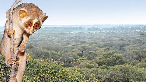 தேவாங்கு படம்: விஸ்வா | வெள்ளிமலை கோயில்காடு படம்: குணா அமுதன்