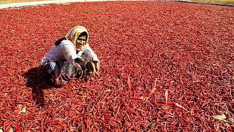 இளையான்குடியில் மிளகாய் மகசூல் பாதிப்பு: விலை குறைந்து கிலோ ரூ.150-க்கு விற்பனை