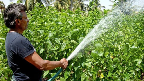 கைவிட்டது கொய்யா; கை கொடுக்குது பட்டுப்புழு - விருதுநகர் பகுதியில் முதன்முறையாக மல்பெரி சாகுபடி
