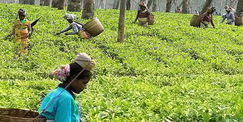 குன்னூர் சிம்ஸ் பூங்காவில் மே 22-ல் தேநீர் கண்காட்சி