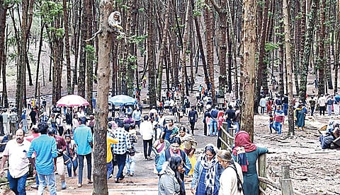 கொடைக்கானல் பைன் மரக்காட்டில் திரண்டிருந்த சுற்றுலாப் பயணிகள்.