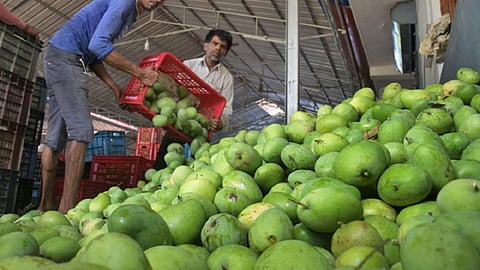 மாம்பழ சீசன் தொடங்கியும் களைகட்டாத வியாபாரம் - எதிர்பார்த்த ரகங்கள் விற்பனைக்கு வரவில்லை