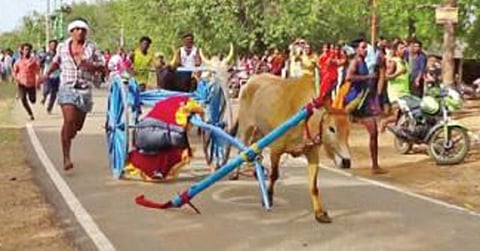 சேதமடைந்த வண்டியுடன் தன்னந்தனியாக ஓடி 3-வது இடத்தை பிடித்த காளை - கல்லல் அருகே மாட்டுவண்டி பந்தயத்தில் சுவாரசியம்