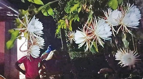 கொளப்பள்ளியில் ஒரே செடியில் மலர்ந்த 15+ பிரம்ம கமலம் மலர்கள்