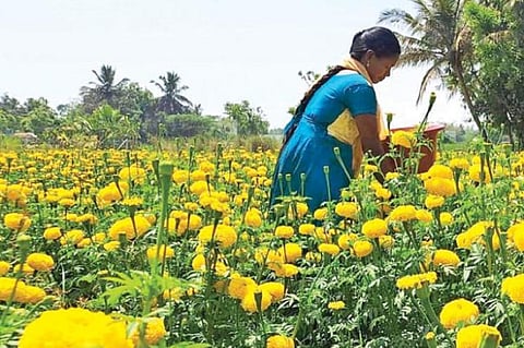 தனது சாமந்தி மலர் தோட்டத்தில் கயல்விழி.