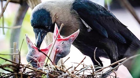 குயில்களின் வாழ்க்கைப் போராட்டம்