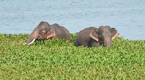கிருஷ்ணகிரி நகரை ஓட்டியுள்ள தேவசமுத்திரம் ஏரியில் முகாமிட்டுள்ள 2 காட்டு யானைகள்