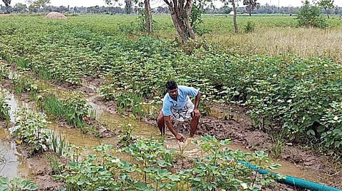 திருவாரூர் மாவட்டம் கானூரில் பருத்தி வயல்களில் தேங்கியுள்ள மழைநீரை நேற்று மோட்டார் பம்புசெட் மூலம் வெளியேற்றும் பணியில் ஈடுபட்ட விவசாயி.