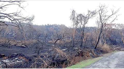 ஓசூர் | அய்யூரில் காட்டுத் தீயால் 15 ஏக்கர் வனப்பகுதி சேதம்: அரிய வகை உயிரினங்கள் இறந்ததாக வன ஆர்வலர்கள் வேதனை